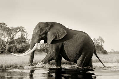   Big Tusker Elephant Bull by Horst Klemm