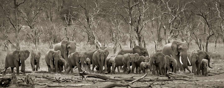  Schwarz-Weiße Panoramabilder: Elephant herd & logs von Horst Klemm