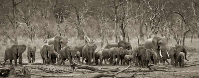 Schwarz-Weiße Panoramabilder: Elephant herd & logs von Horst Klemm