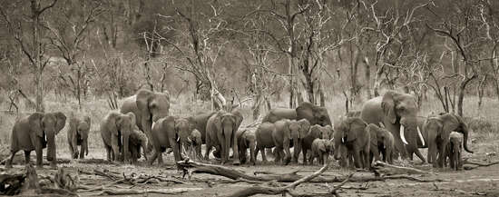 Elephant herd & logs