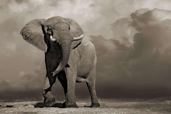   Elephant with Storm Clouds by Horst Klemm