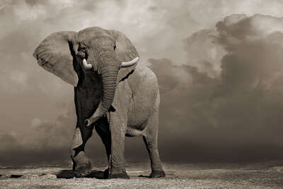   Elephant with Storm Clouds by Horst Klemm