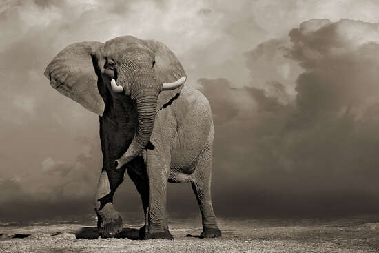 Elephant with Storm Clouds