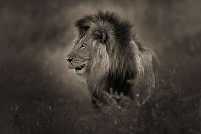   Black Maned Lion by Horst Klemm