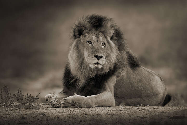 Relaxed Male Lion von Horst Klemm