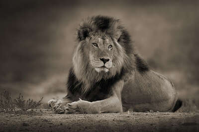   Relaxed Male Lion by Horst Klemm