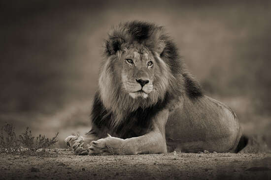 Relaxed Male Lion