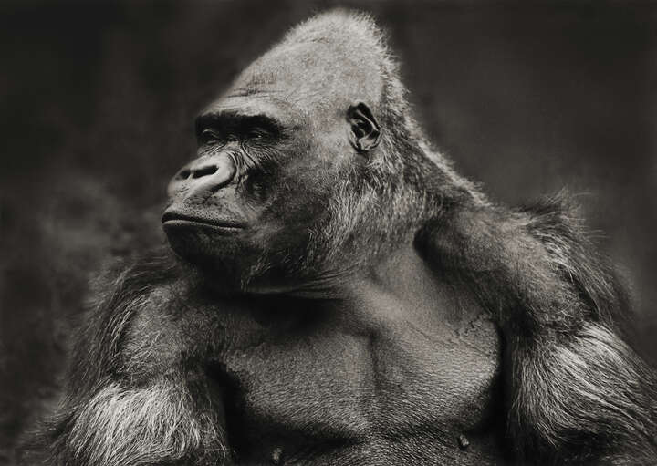   Gorilla by Horst Klemm