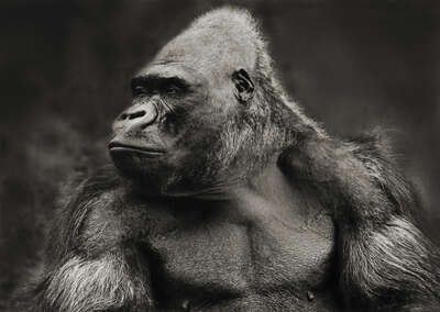  Curated photographic artworks: Gorilla by Horst Klemm