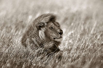 animal wall art:  Lion in Grass by Horst Klemm
