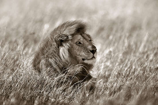Lion in Grass