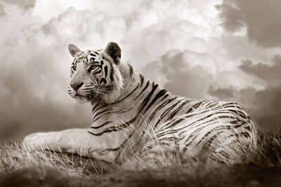   Tiger Queen by Horst Klemm