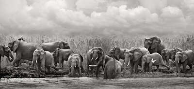animal wall art:  Malawi Elephant Breeding Herd by Horst Klemm