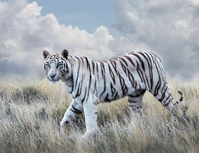 animal wall art:  Bengal Tiger Queen by Horst Klemm