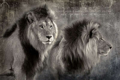 animal wall art:  Lion brothers by Horst Klemm