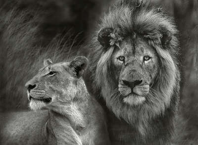 animal wall art:  Serengeti Lion Couple by Horst Klemm