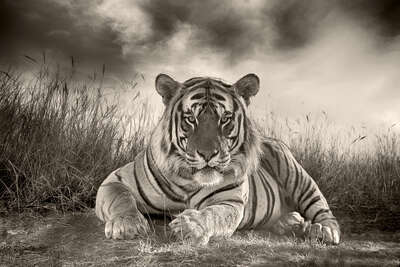   Bengal Tiger by Horst Klemm