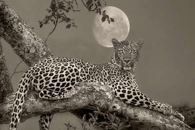   Leopard Moon de Horst Klemm