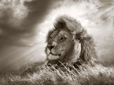   Lion King by Horst Klemm