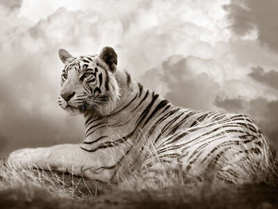   Tiger Queen by Horst Klemm
