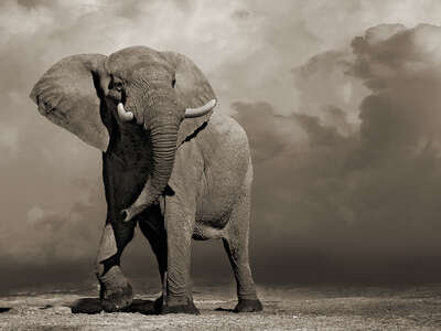   Elephant with Storm Clouds by Horst Klemm