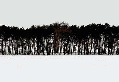   Forest 3 von Hartwig Klappert