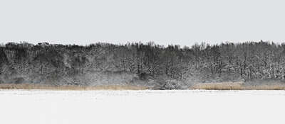   Forest 5 von Hartwig Klappert