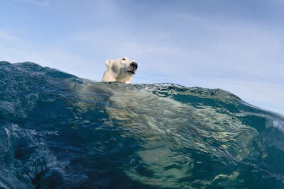 animal wall art:  Polar Bear Reflections by Joe Bunni
