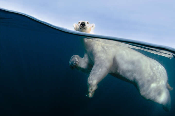 Polar Bear Exercise by Joe Bunni