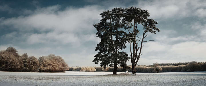   Trees, St Giles Park, Winter View von Justin Barton