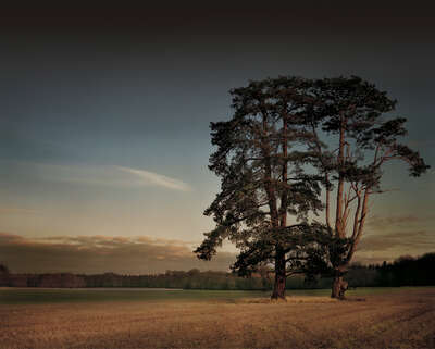   St Giles House Park Trees at Sunset by Justin Barton