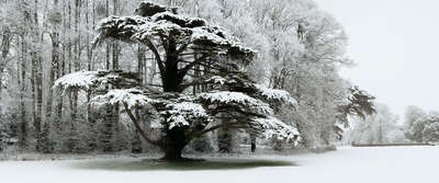   Snow Laden Tree in St Giles House Park von Justin Barton