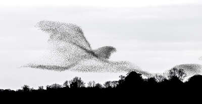 animal wall art:  Harmony, Lough Ennell, Ireland by James Crombie