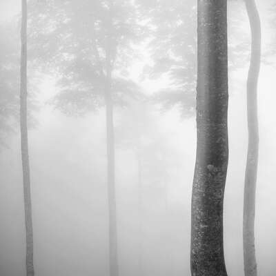   Beech Tree Forest, Pyrenees, Study 2 by Jonathan Chritchley