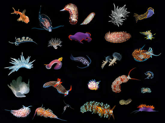 Nudibranchs I by Juan Fortes - Limited Edition. Edition of: 150. Signed.