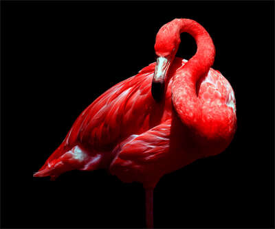 animal wall art:  Caribbean Flamingo by Juan Fortes