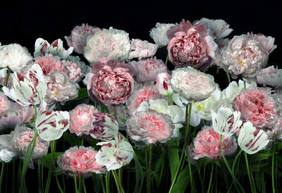   Peonies and Tulips III by Juan Fortes