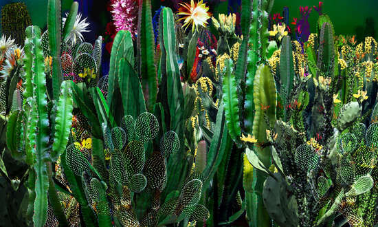 Cactus Blossoms III