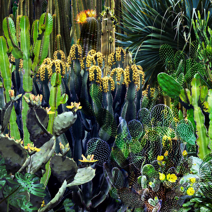 Cactus Blossoms V von Juan Fortes