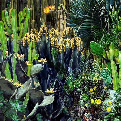   Cactus Blossoms V by Juan Fortes