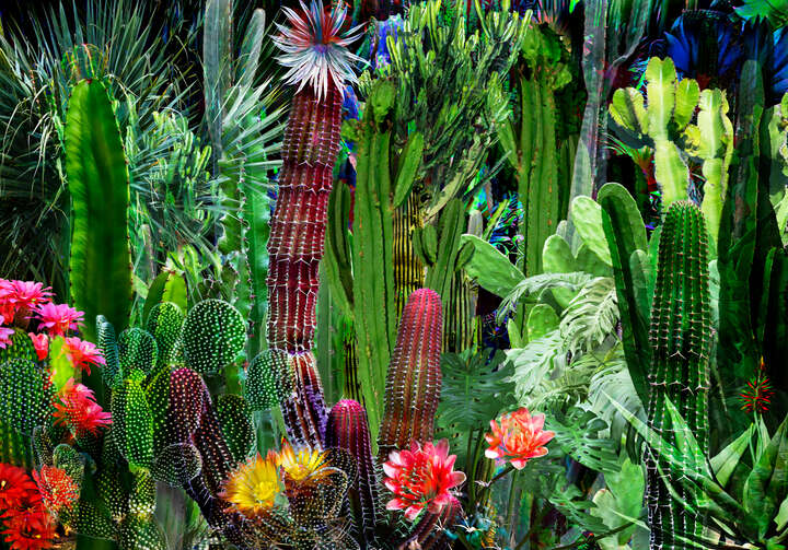   Cactus Blossoms VI by Juan Fortes