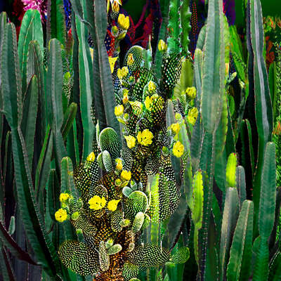   Cactus Blossoms VIII von Juan Fortes