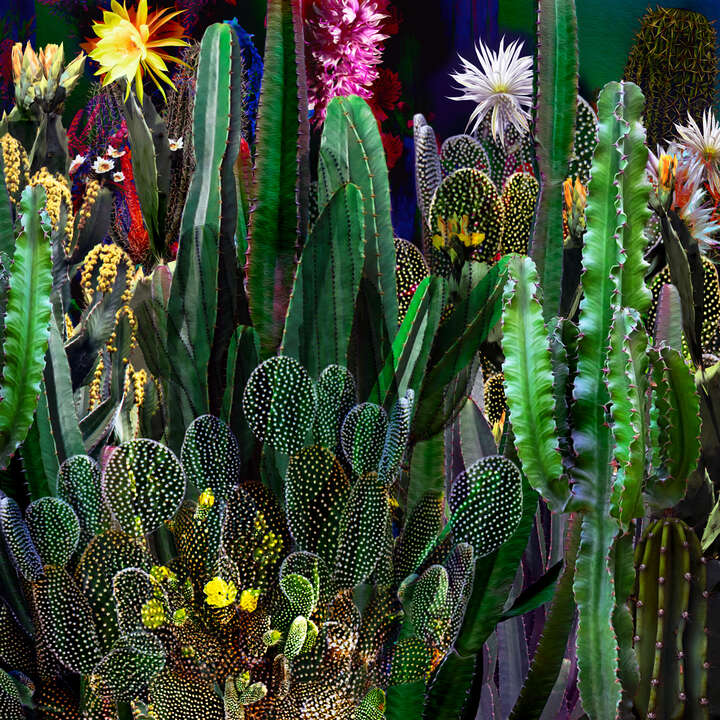 Cactus Blossoms XII von Juan Fortes
