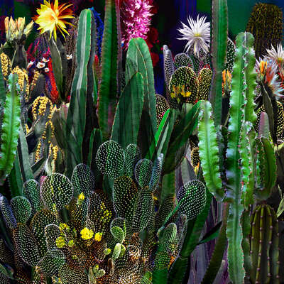   Cactus Blossoms XII by Juan Fortes