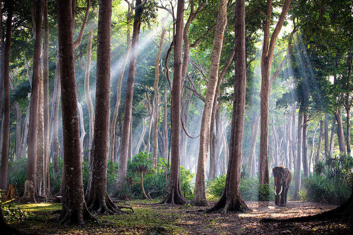   Rajan I by Jody Macdonald