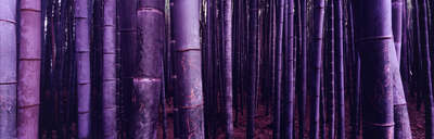   Bambus (Arashiyama) de Farin Urlaub