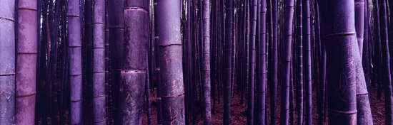 Bambus (Arashiyama)