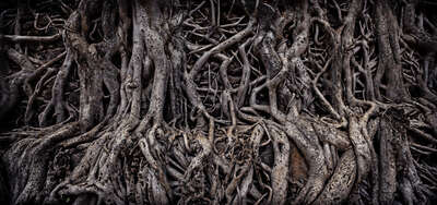  curated nature prints: Banyan Tree by Farin Urlaub