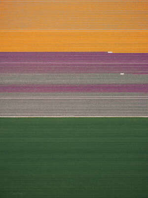  curated aerial photography : In Full Bloom III by Kevin Krautgartner