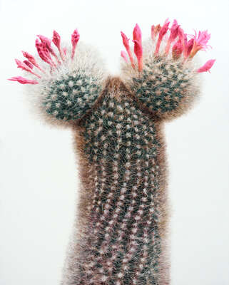  curated flowers prints: Cactus No. 94 by Kwangho Lee
